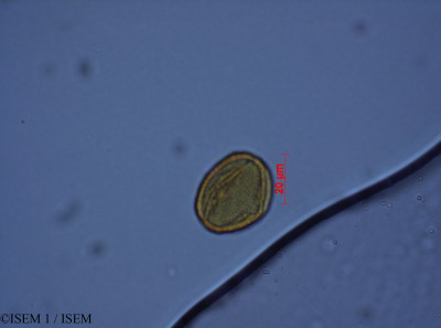 ISEM 1/Columellia_oblonga_28083/Columellia_oblonga_28083_0001(copy)_thumb.jpg